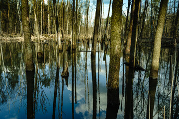 Zatopione drzewa © Michal Mlynarczak