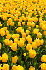 Obraz premium Beautiful spring yelllow tulips flowers background
