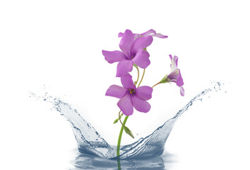 fiore viola con acqua