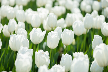 Beautiful spring white tulips flowers background