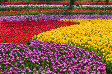 Fototapeta na wymiar Colorful tulips bloom in the flower garden.Spring flowers Tulips.