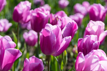 Beautiful spring pruple tulip flowers background