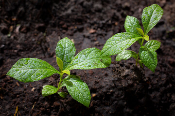 Green young leaves of young plant the teak tree.