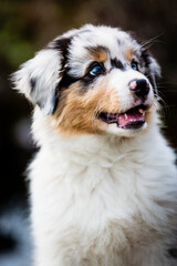 Australian shepherd puppy dog portrait