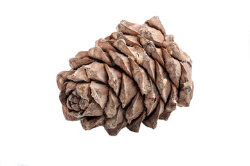 cedar cone side view on white background isolated closeup. Selective focus