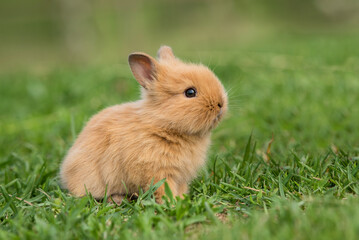 Little rabbit sitting in the grass in summer