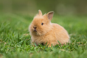 Little rabbit sitting in the grass in summer