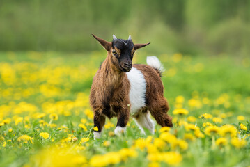 Little Nigerian pygmy goat baby on the field with flowers. Farm animals.