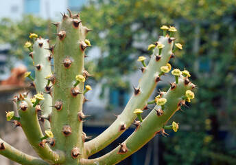 Closeup of small yellow flower (buds) in mushy stem of Indian Spurge Tree or Common milk hedge (Euphorbia neriifolia) plant. In West Bengal, it is known as 'manasa'.