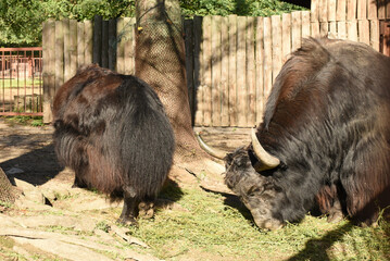 Fototapeta premium An adult couple of musk oxen are looking for food on the ground.