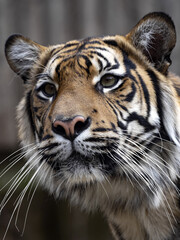 Portrait of female Sumatran Tiger, Panthert tigris Sumatrae, which observes surroundings