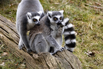 Two female Ring-tailed Lemurs, Lemur catta, sitting on a large trunk
