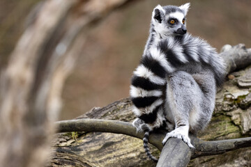 Female Ring-tailed Lemur, Lemur catta, with a small cub peeking out of its tail
