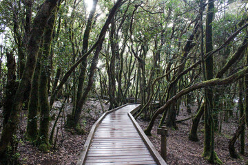 The forests of Anaga, Tenerife