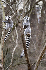 Female Ring-tailed Lemur, Lemur catta, climbing a tall branch