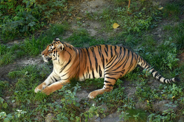 The African tiger lies on the green grass. High quality photo