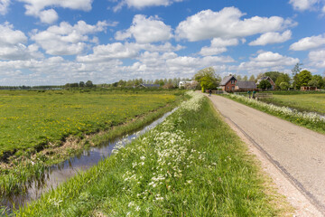 Fototapeta na wymiar Cow parsley at the side of the road in Wierumerschouw village in The Netherlands