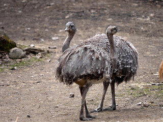 A pair of rare Darwin's rhea, Rhea pennata, looking for food