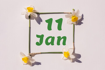 January 11th. Day of 11 month, calendar date. Frame from flowers of a narcissus on a light background, pattern. View from above. Summer month, day of the year concept