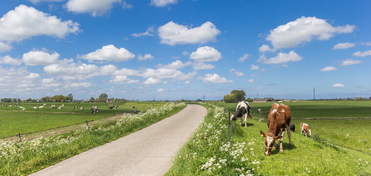 Panorama of Holstein cows at a bicycle path near Groningen, Netherlands