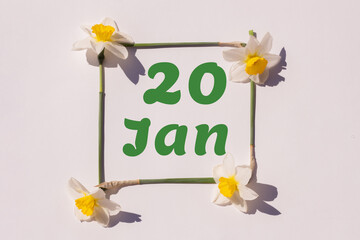 January 20th. Day of 20 month, calendar date. Frame from flowers of a narcissus on a light background, pattern. View from above. Summer month, day of the year concept