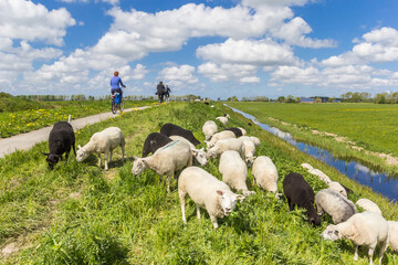 Sheep and cyclists on the dike near Groningen, Netherlands