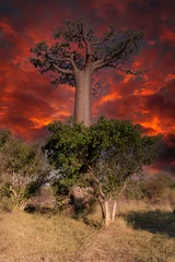 Poster Beautiful Baobab trees at sunset at the avenue of the baobabs in Madagascar © vaclav