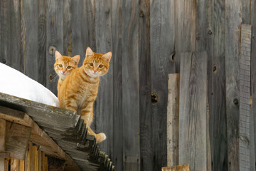 Two adorable red cats are sitting on the roof. Identical red cats.