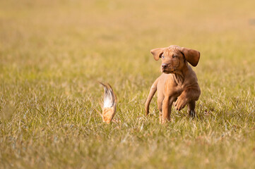 Vizsla-Welpe
