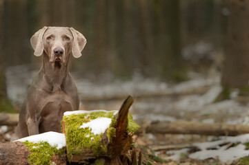 Weimaraner Jagdhund sitzt wartend im Wald