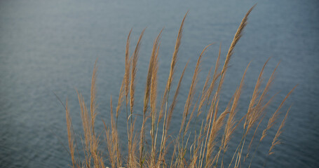Reed grass on the seaside