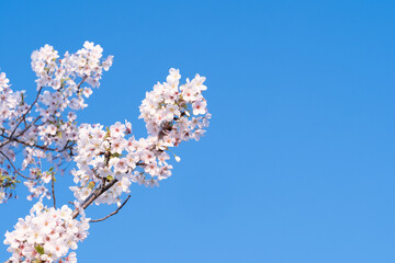 青空背景で桜の花のクローズアップ