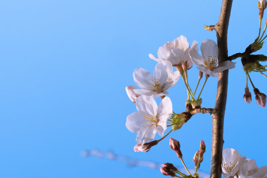 1 131 Best 青空背景images Stock Photos Vectors Adobe Stock 1 131 Best 青空背景images Stock Photos Vectors Adobe Stock