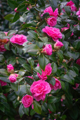 Camelia tree pink blossoms in spring