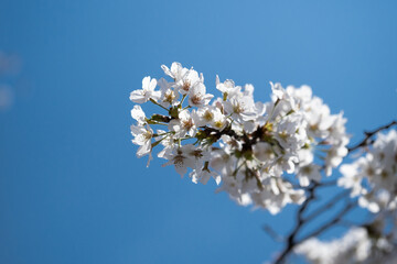 青空背景で桜の花のクローズアップ