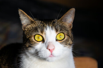 Zdjęcie kotki zrobione w domu przy świetle dziennym - obrazy, fototapety, plakaty