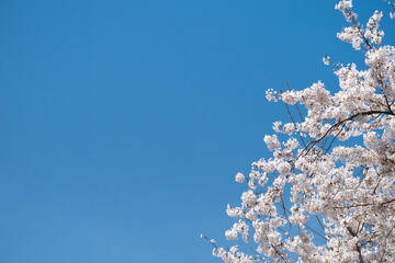青空背景で桜の花