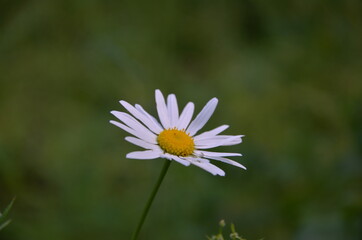daisy flower