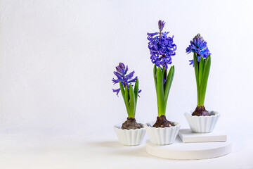 Blue hyacinths in white ceramic bowls.