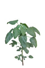 Seedling of Amaranth or Amaranthus viridis in the garden is vegetables and Thai herbs isolated on white background included clipping path.