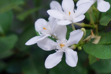Obraz na płótnie Canvas Close-up of white gardenia flowers blooming.