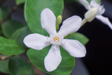 Close-up of white gardenia flowers blooming.