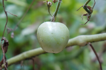 Green tomatoes on the tree in the garden.