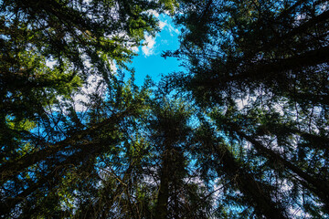 looking up to pine tree line
