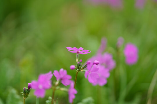 ニホンサクラソウ Images Browse 32 Stock Photos Vectors And Video Adobe Stock