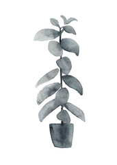 Watercolor ficus in pot, monochrome poster, botanical art. Postcard, book illustration for garden. Black ink, wet technique. Raster stock image, white isolated.