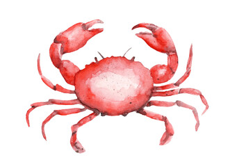 seafood's watercolor illustration isolated red lobster crabs shrimp pattern