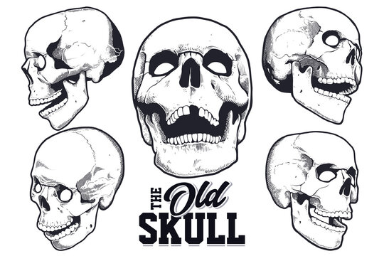 Engraving Style Skulls Vector Set