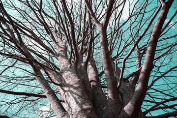 old Carpinus tree with many branches