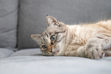 Face of Thai Siamese breed white domestic cat with blue eyes sleeping lying on grey sofa background resting lazy on a cozy couch in living room in a house closeup portrait place for text copy paste
